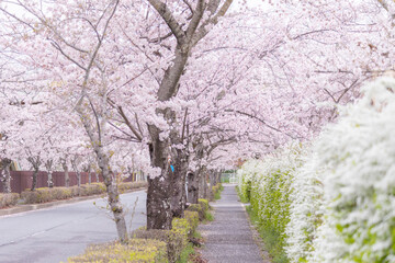 桜並木