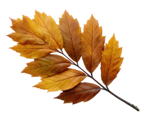 Isolated autumn leaf branch with orange, yellow, and brown foliage. dry plant on transparency background evokes nostalgic feeling of changing fall season