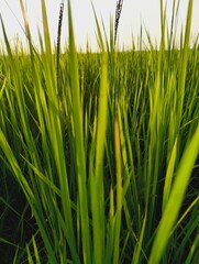 Close up view of tall green grass in a field at sunset