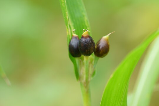 ジュズダマの実