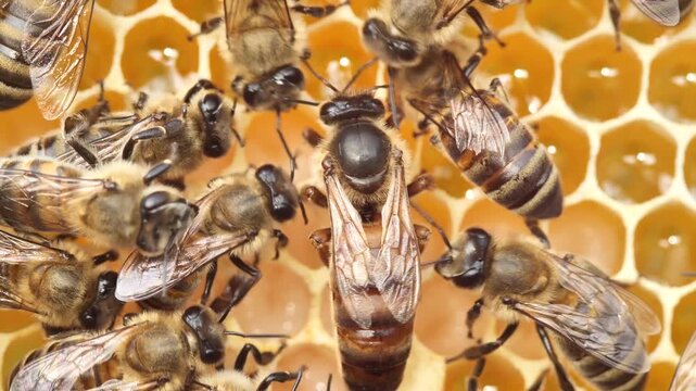 The Queen Bee lays her eggs in the honeycomb.