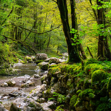 Beautiful forest along the Kozjak River next to the town of Kobarid in northern Slovenia.