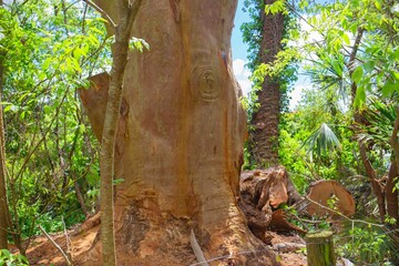 Gentle wind is rustling trees and leaves on a concrete small path behind houses on hill in peaceful residential area.