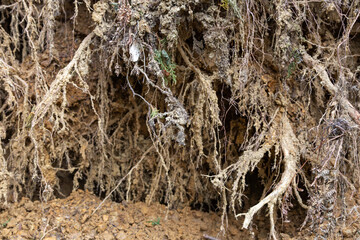 地面が削れて見える木の根