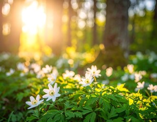Sunlit forest floor with spring flowers