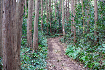 深い森の登山道