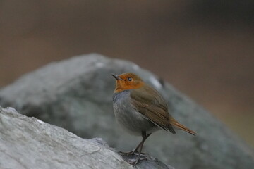 石の上に止まるコマドリ