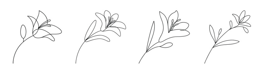 Detailed sketch of crocosmia flowers showcasing delicate petals and stems in monochrome