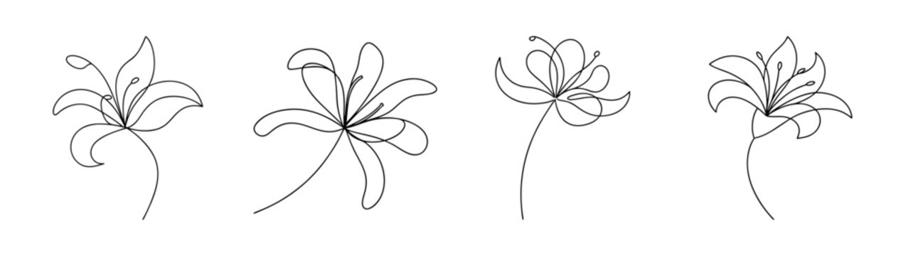 Delicate spider lily flower line art collection floral delicate line art botanical