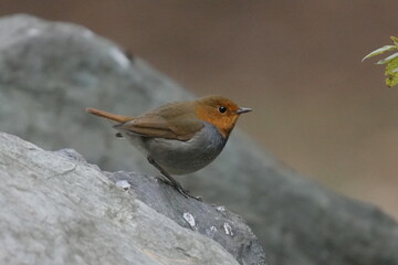 石の上に止まるコマドリ