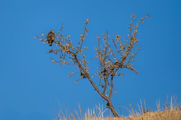 European honey buzzard perched on fruit-bearing thorny tree