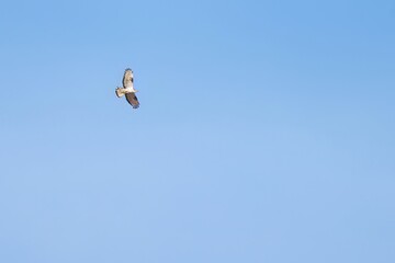 European honey buzzard flying alone in clear blue sky