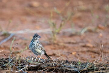 Crested lark standing on dry ground with scattered twigs and stems