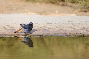 Male black redstart standing near water with clear reflection
