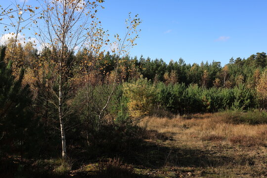 the green of the pine forest is complemented by the yellowed leaves of young birch trees, a beautiful landscape of a young autumn mixed forest, beautiful nature in Europe, European forests, Polish for