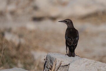 Spotless starling perched on a rock with blurred earthy background