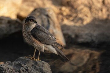 Eurasian sparrowhawk standing on rock by water with intense orange eyes