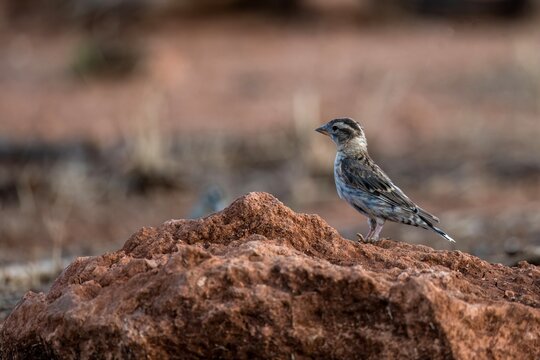 Rock sparrow standing on reddish stone with blurred earthy background