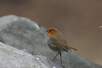 石の上に止まるコマドリ