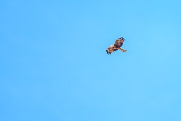Black kite Milvus migrans soaring in clear blue sky