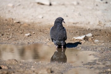 Rock dove (Columba livia) standing on dry ground in natural open area