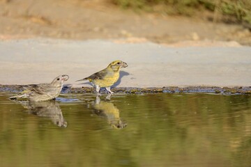 Red Crossbill (Loxia curvirostra) reflected in the water as it drinks at the edge