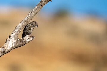 Red crossbill (Loxia curvirostra) perched on dry branch with clear sky background