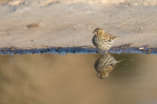 European serin reflected in calm water at the edge of a puddle