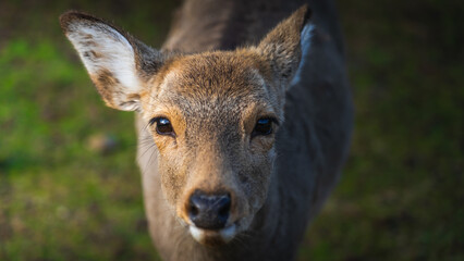 The image shows  free-roaming sacred deers in Japanese city Nara.
