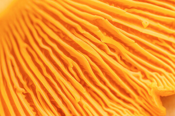 Abstract macro photo nature pattern from chanterelle mushrooms, close up texture of cap fungus. Bright vivid yellow orange colored backdrop, beauty nature, real forms and details, natural minimalism. © yrabota
