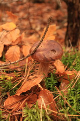 macro photo of an edible Polish mushroom on a background of brown leaves and green moss on the background, mushroom on the background, beautiful mushroom, bolete, autumn mushroom macro photo, landscap