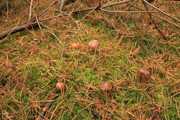 many mushrooms in one place, a meadow of edible mushrooms, mushrooms on autumn grass, autumn quiet hunting photo, mushroom dream, Polish mushroom, many edible mushrooms in one meadow