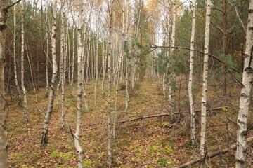 young birch grove in the middle of a coniferous forest, birch trees in autumn, birch forest in autumn on the background, landscape with young birch trees © Nadiia