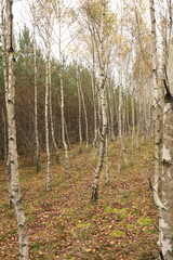 young birch grove in autumn, birches against the background of pine trees in the autumn forest, autumn in a birch forest