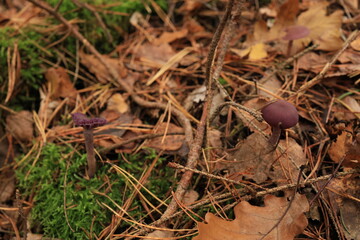 Dead mushrooms on green moss and fallen leaves, picture with purple mushrooms on background