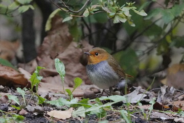 地面に降りたコマドリ