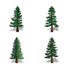 Green fir and pine tree branches set vector illustration for Christmas and winter holiday design