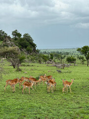 Graceful impalas grazing peacefully across lush savanna.