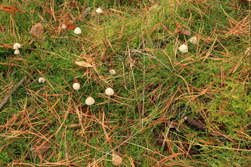 small white mushrooms sprouted among the thick green and dry grass in autumn, fallen leaves on the grass cover the autumn white mushrooms