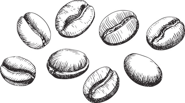 Black and white sketch of coffee beans drawing illustration