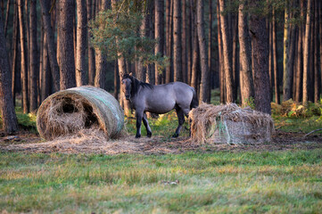 A Polish horse grazing in a forest in a herd. Selective focus.