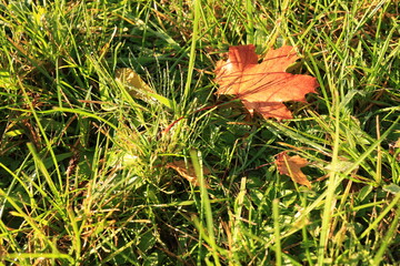 An orange maple leaf lies on the green grass, a beautiful picture for the background, a background with grass and leaves, an autumn background, autumn in the picture