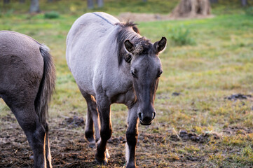 A Polish horse grazing in a forest in a herd. Selective focus.
