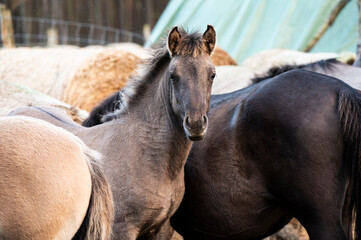 A Polish horse grazing in a forest in a herd. Selective focus.