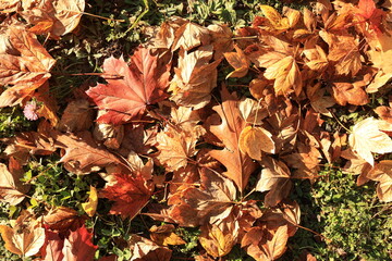 colorful fallen leaves on green grass under the sun's rays, autumn on the screensaver, autumn leaves on the background, autumn in the photo