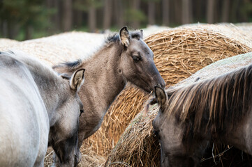 A Polish horse grazing in a forest in a herd. Selective focus.