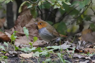 地面に降りたコマドリ