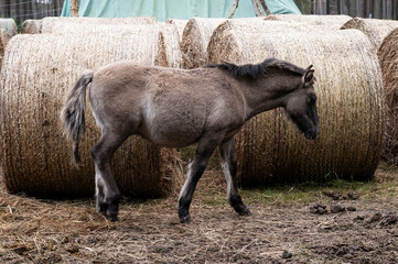 A Polish horse grazing in a forest in a herd. Selective focus.