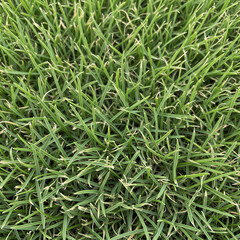 green grass background close up texture
