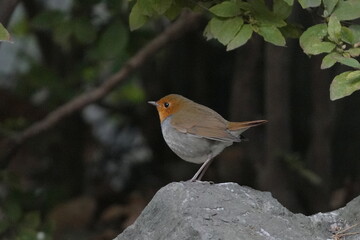 岩に止まるコマドリ